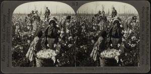 Picking cotton on a Mississippi plantation