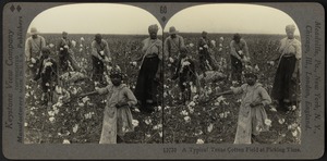 A typical Texas cotton field at picking time