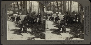 Gathering sap for maple syrup, Vermont