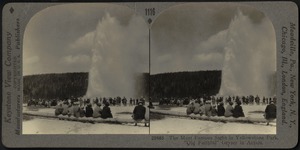 The most famous sight in Yellowstone Park - "Old Faithful" geyser in action