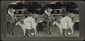 Milking the goat, Australia