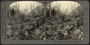 Fern trees, Victoria