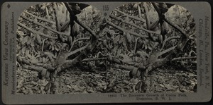 Eccentric growth of cocoa pod, Dominica, B.W.I.