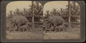 An elephant mother and her babe one month old, Ceylon