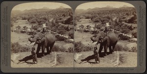 Valleys and hills of Ceylon, with tame elephant