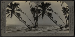 Natives climbing palm trees, Ceylon, India