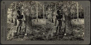 Collecting the latex on a rubber plantation in the Fiji Islands