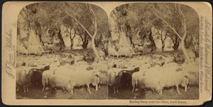 Herding sheep under the olives, South France