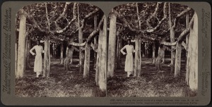 Among the roots of a banyan tree at Calcutta, India