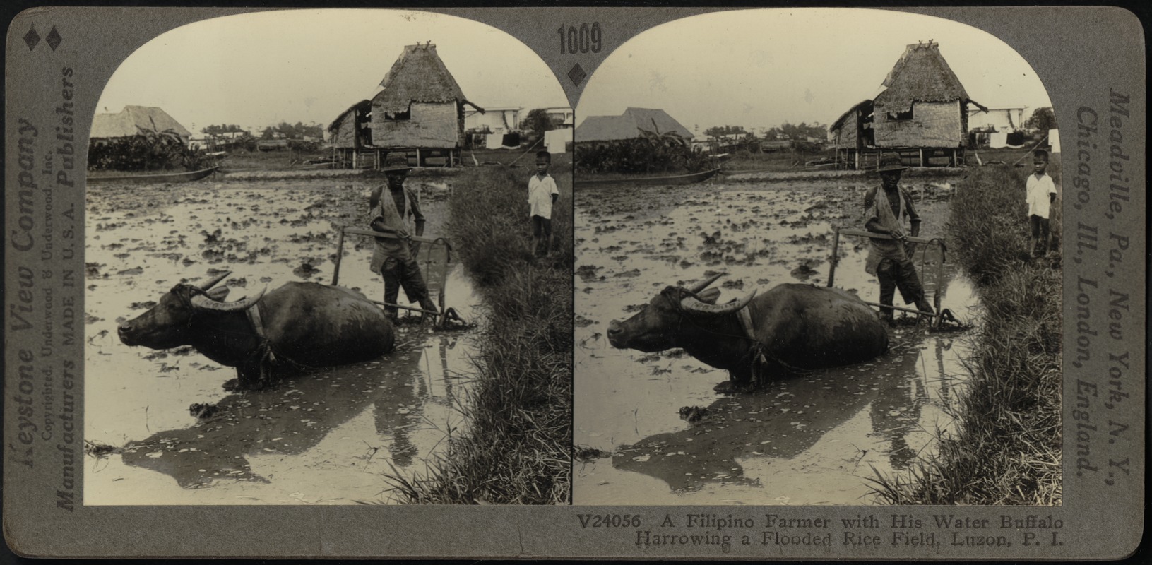 Harrowing The Flooded Rice Fields Near Manila P I Digital Commonwealth