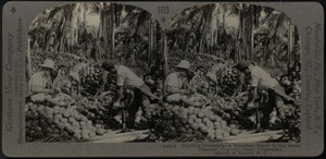 Husking coconuts, near Pagsanjan, Island of Luzon, P.I.