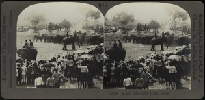 Royal elephant hunt, Siam