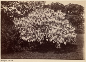 Sargent estate, chionanthus virginianus [?], fringe tree