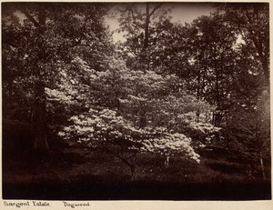 Sargent estate, dogwood