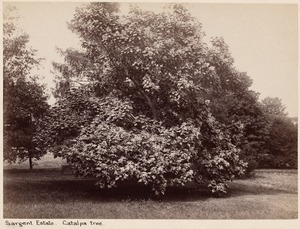 Sargent estate, catalpa tree