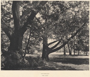 Schlesinger estate - "Southwood", the oaks