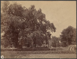 Chas. Stearns house, east view, old elm