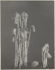 99. Monotropa uniflora, Indian pipe, corpse plant