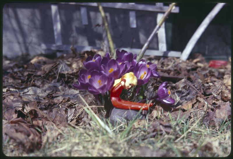 Crocuses, figurine in foreground