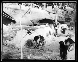 Dogs by ice covered ship