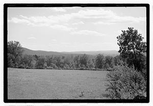 Trees by a field