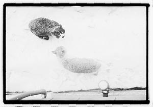 Two cats in snow