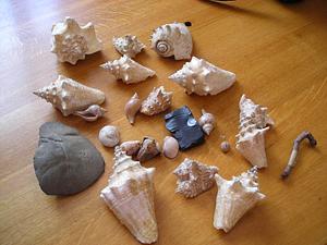 Shells of various size and shape