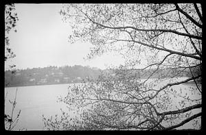 Body of water through the trees