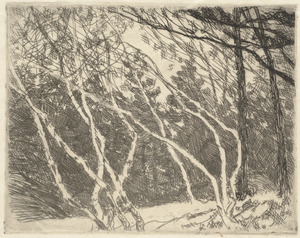 White birches Oakwood