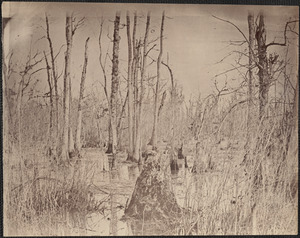 Swamp near Appomattox River