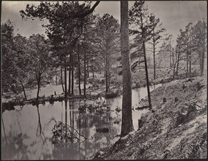 Swamp near Broadway Landing Appomattox River