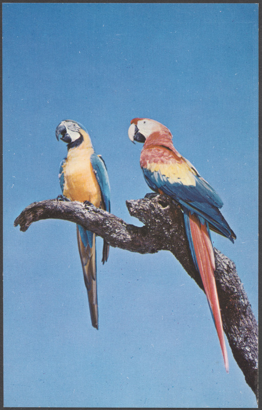 Colorful macaws are seen at many attractions throughout Florida