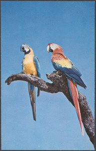 Colorful macaws are seen at many attractions throughout Florida