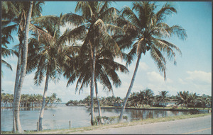 Tropical Florida scene