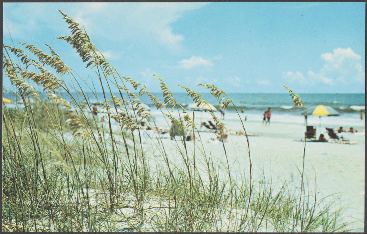 Sea oats bend the way of gentle tradewinds in beautiful Myrtle Beach