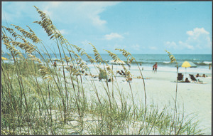 Sea oats bend the way of gentle tradewinds in beautiful Myrtle Beach and North Myrtle Beach, S. C.