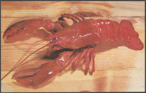 A fresh boiled lobster from the cool waters of New England