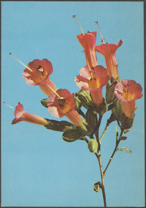 Kantuta Flor Simbolica, Bolivia