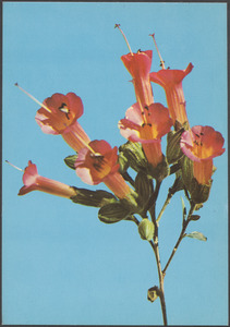 Kantuta Flor Simbolica, Bolivia