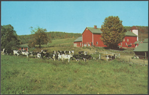A group of cows in front of a red building