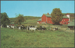 A group of cows in front of a red building