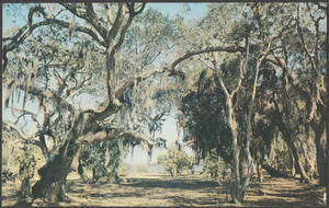 Oaks and moss