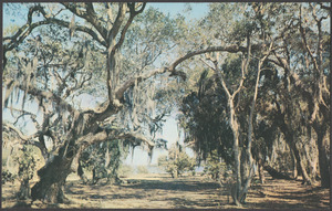 Oaks and moss