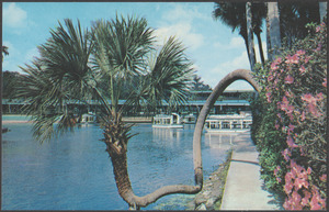 Florida's Silver Springs