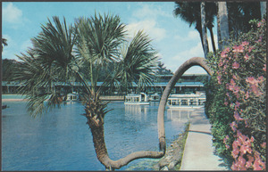 Florida's Silver Springs