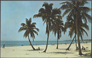 Stately palm trees grace of Florida's many beautiful beaches