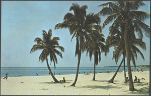 Stately palm trees grace of Florida's many beautiful beaches
