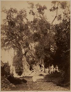 Achilleon [i.e. Achilleion], olive tree, one thousand years old, Gastouri