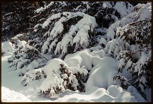 Snow-covered trees, Arnold Arboretum