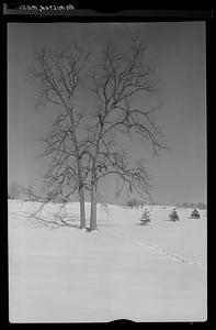 Tree, Hamilton